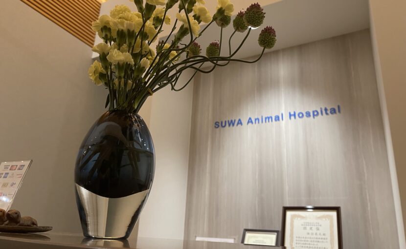 すわ動物病院の観葉植物