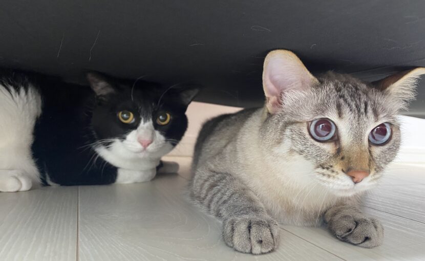 ソファーの下にいる猫