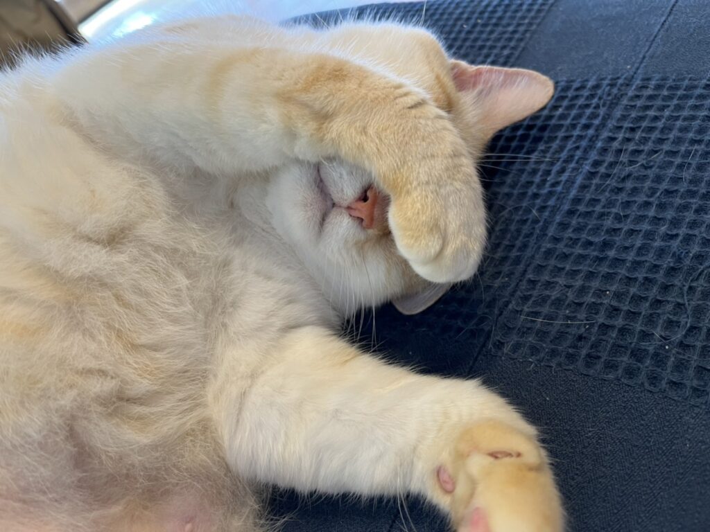 目を隠している猫