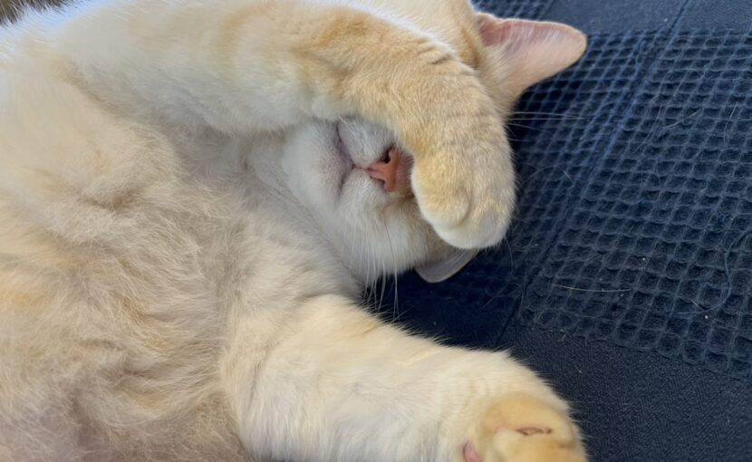 目を隠している猫