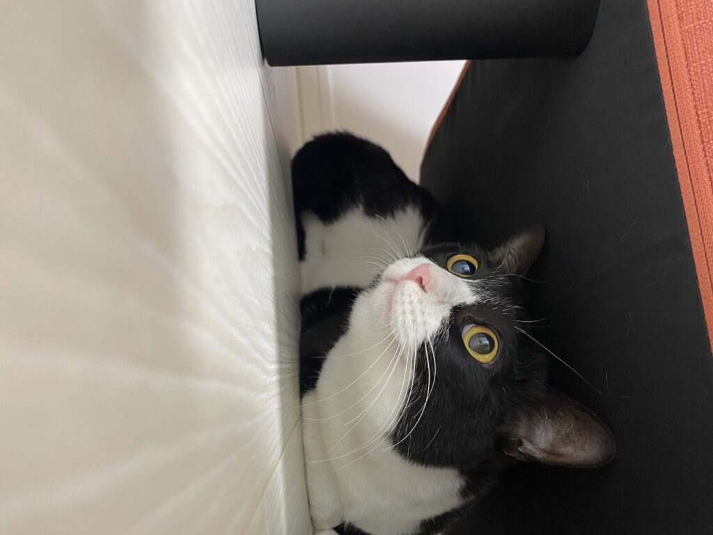 椅子の下の白黒猫