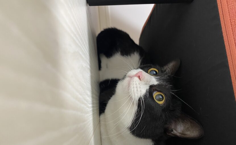 椅子の下の白黒猫