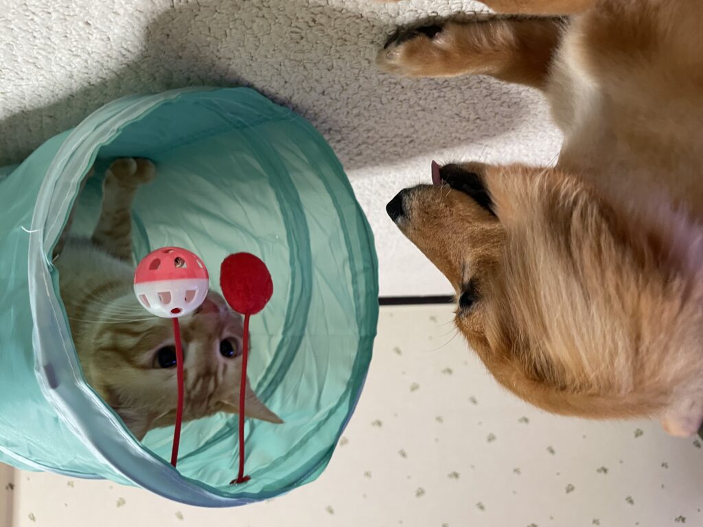おもちゃで遊ぶ犬と猫