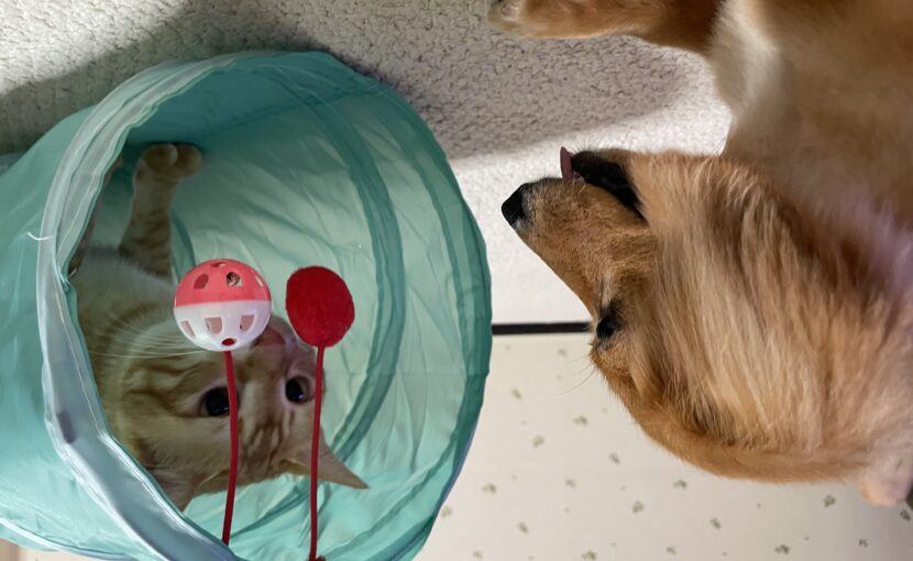 おもちゃで遊ぶ犬と猫