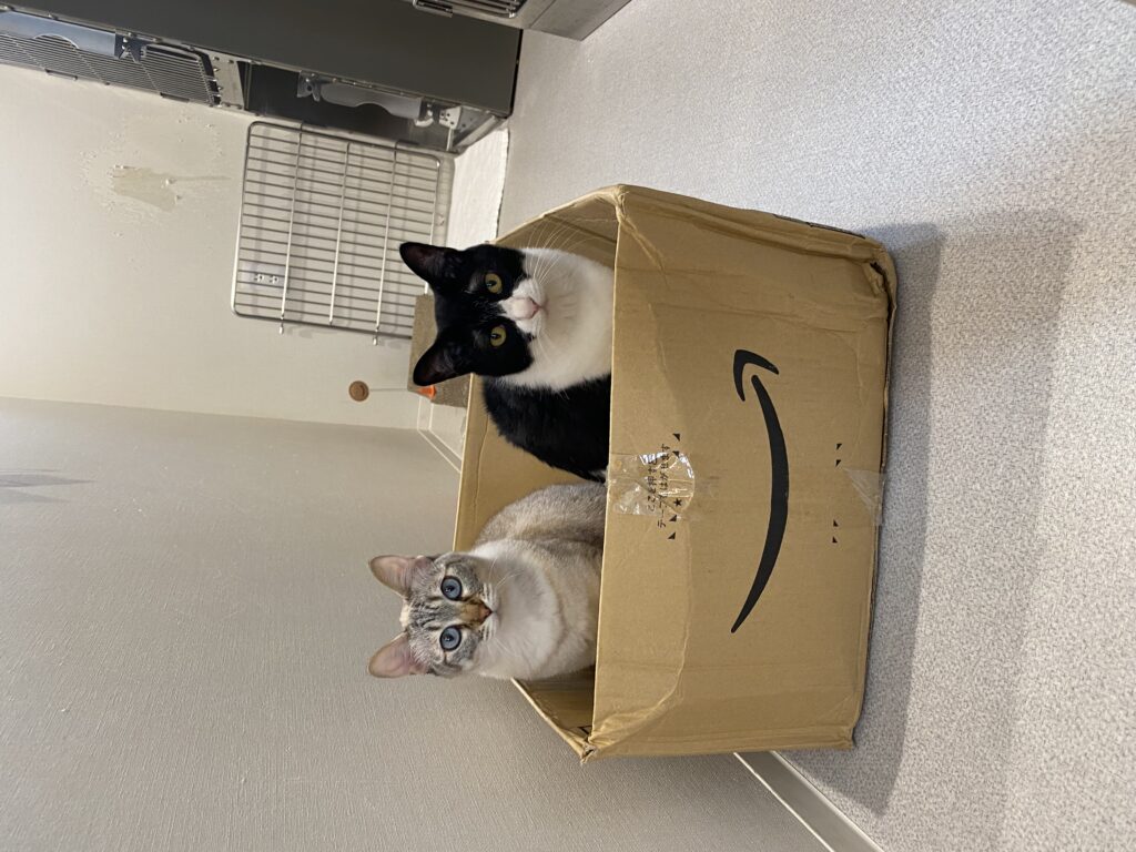 Amazonの箱の中に入っている猫
