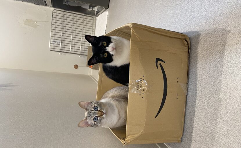 Amazonの箱の中に入っている猫