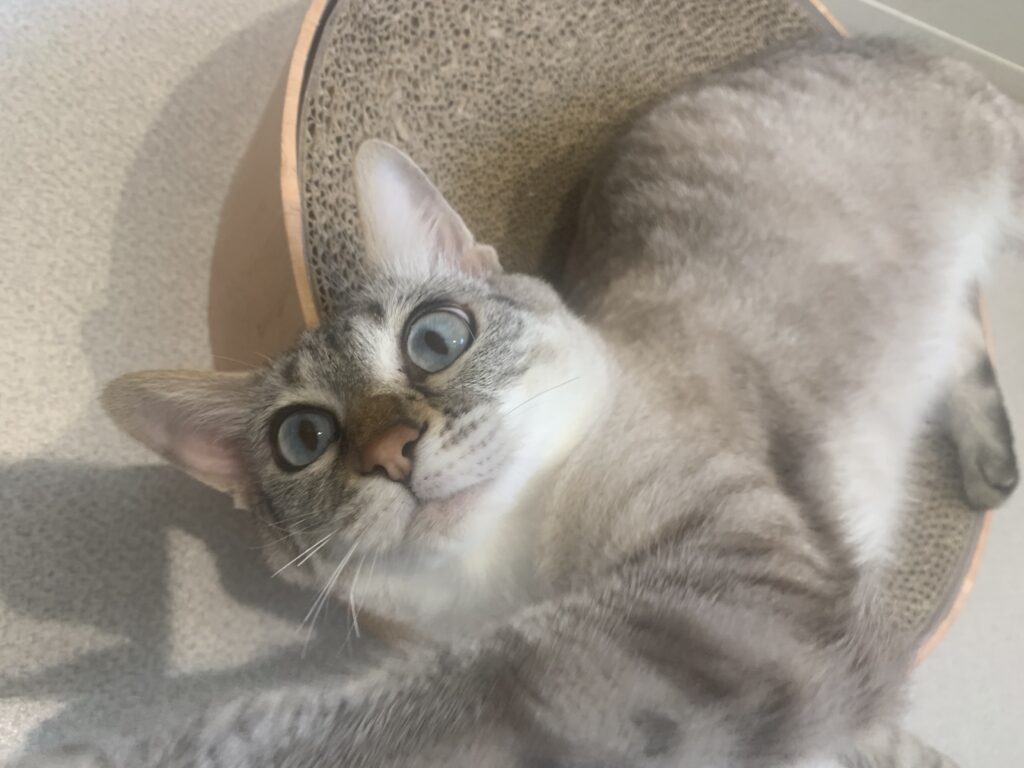 爪研ぎの上で寝ている猫