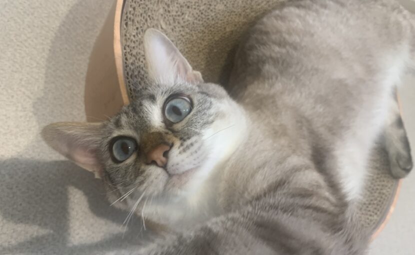 爪研ぎの上で寝ている猫