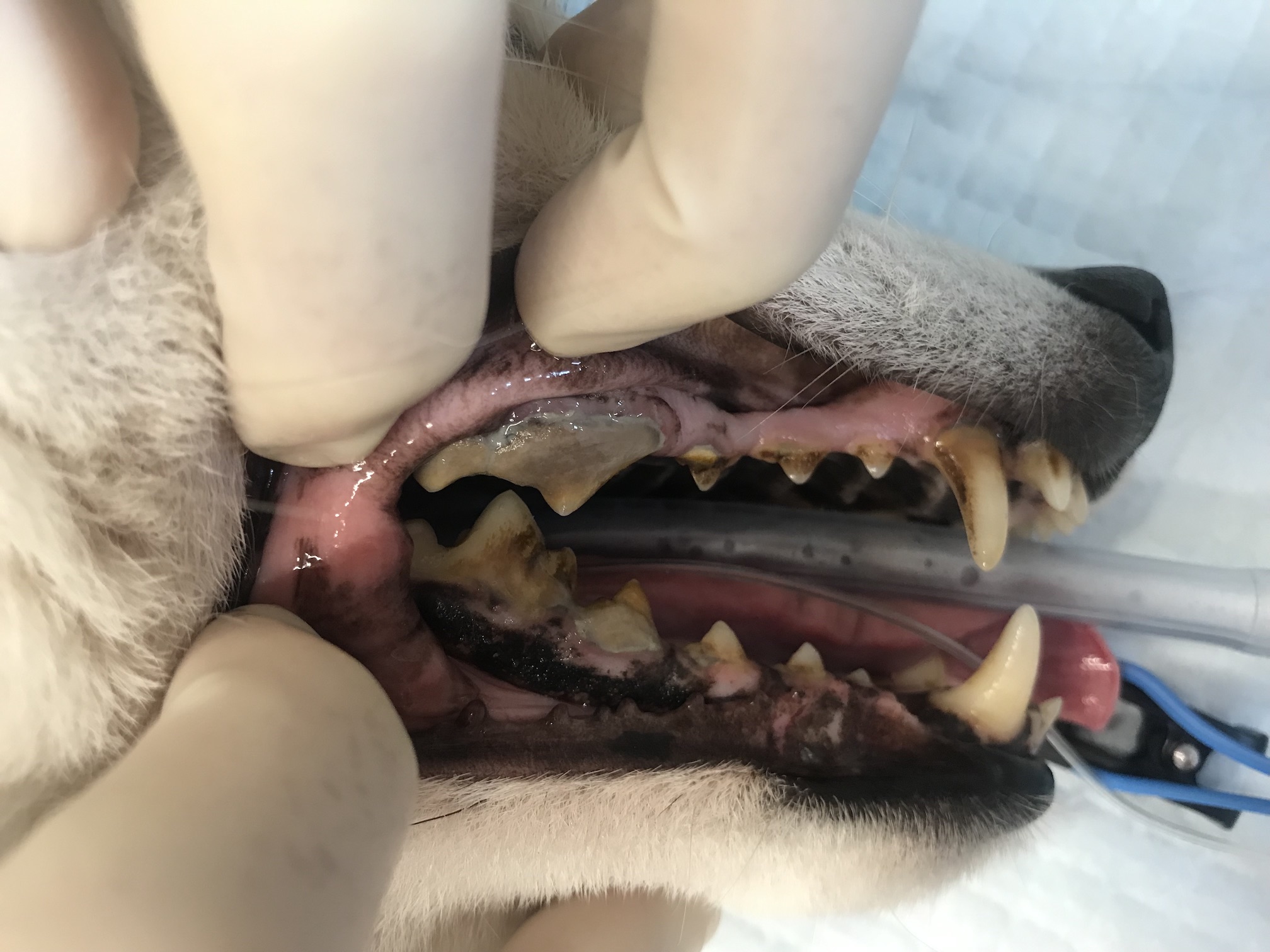 歯石が付着している犬の歯周病