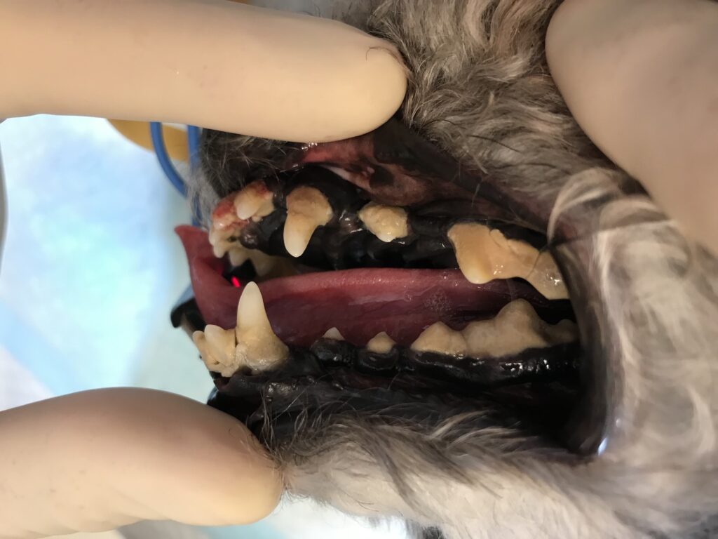 歯石がついている犬の口