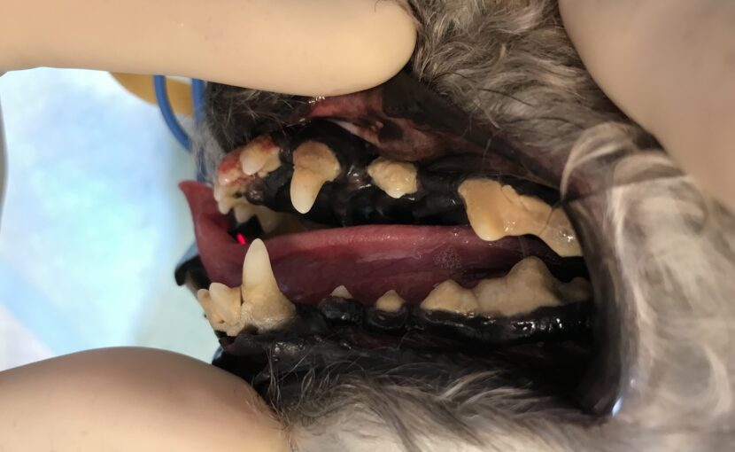 歯石がついている犬の口