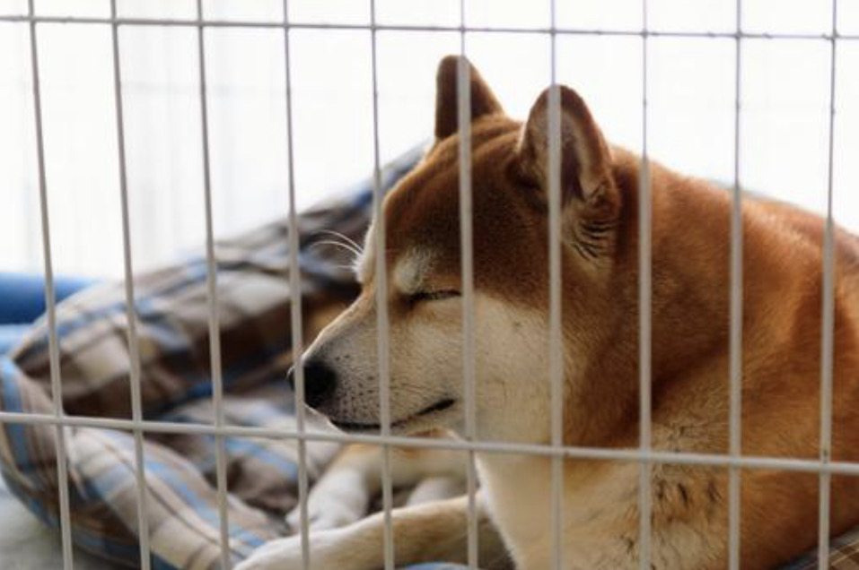 ケージの中にいる柴犬