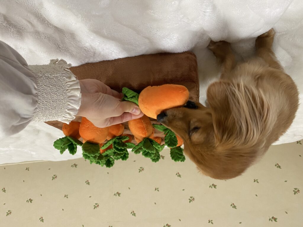 にんじんのおもちゃをかじる犬