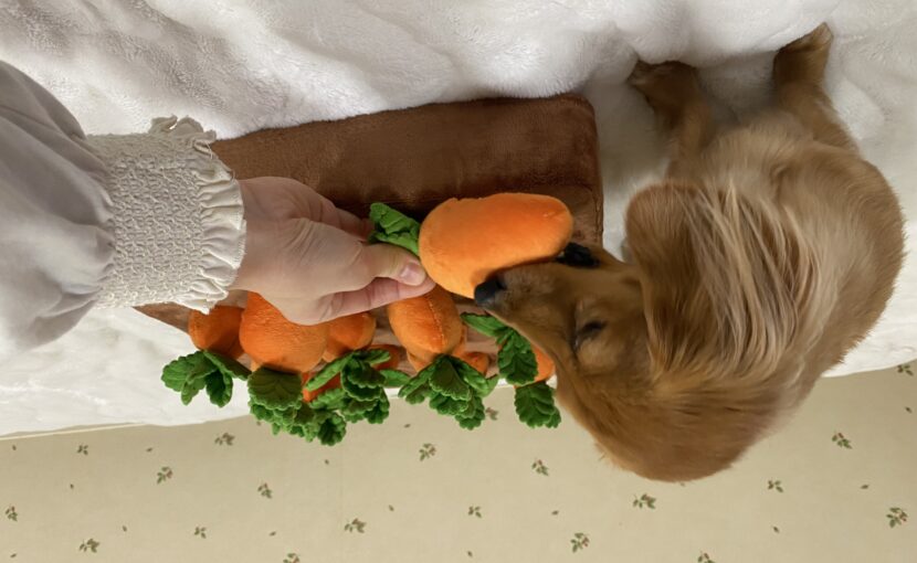 にんじんのおもちゃをかじる犬