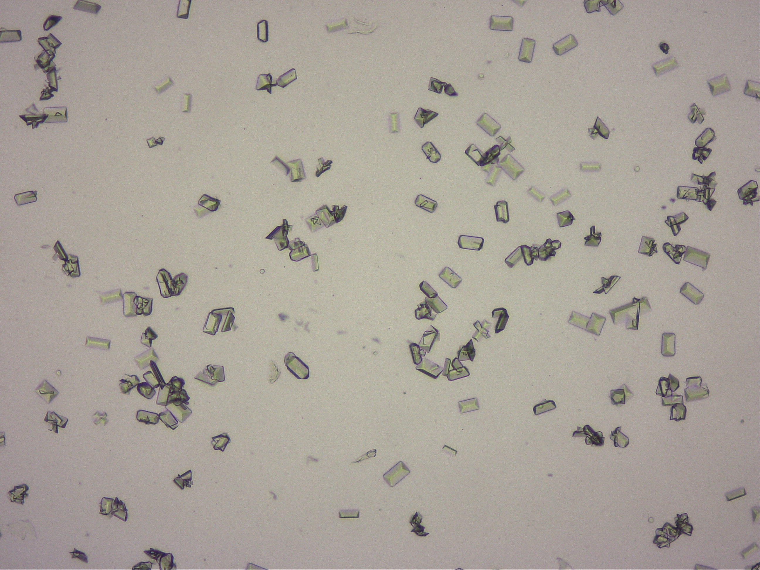 ストルバイト結晶尿