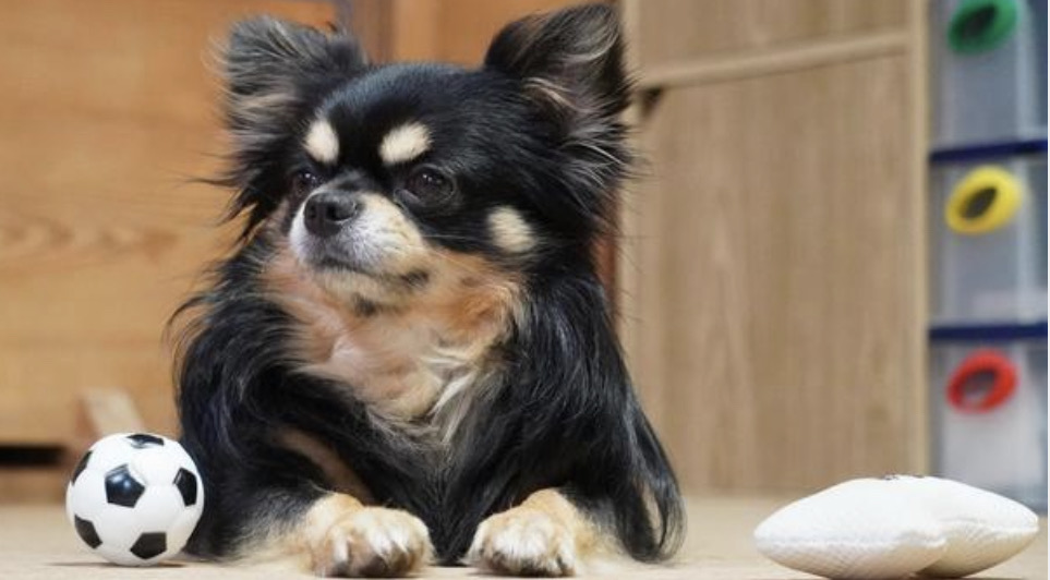 おもちゃが周りにあるチワワ