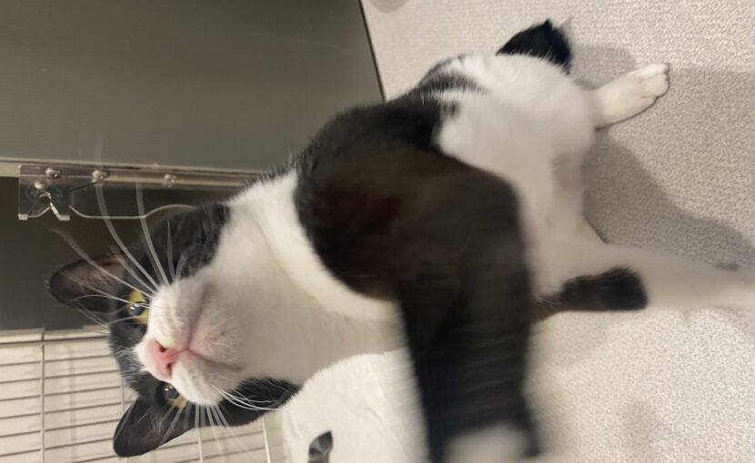 パンチをしている白黒猫