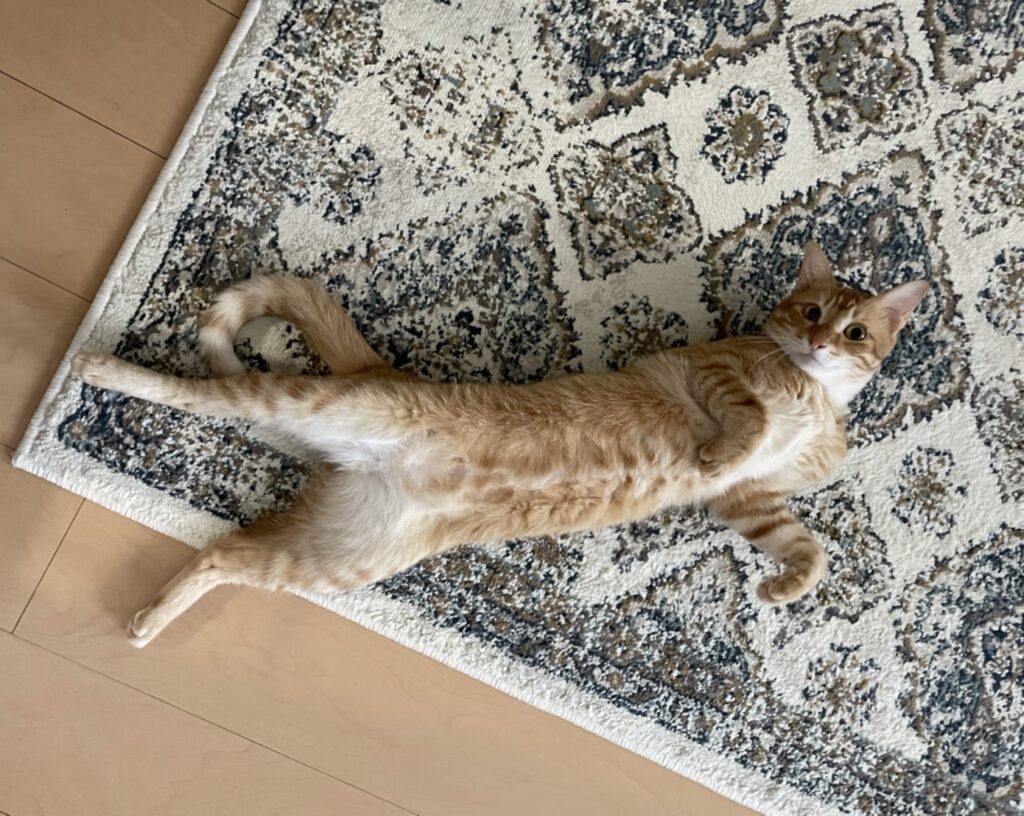 仰向けになっている猫