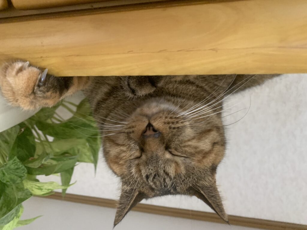 寝ている猫