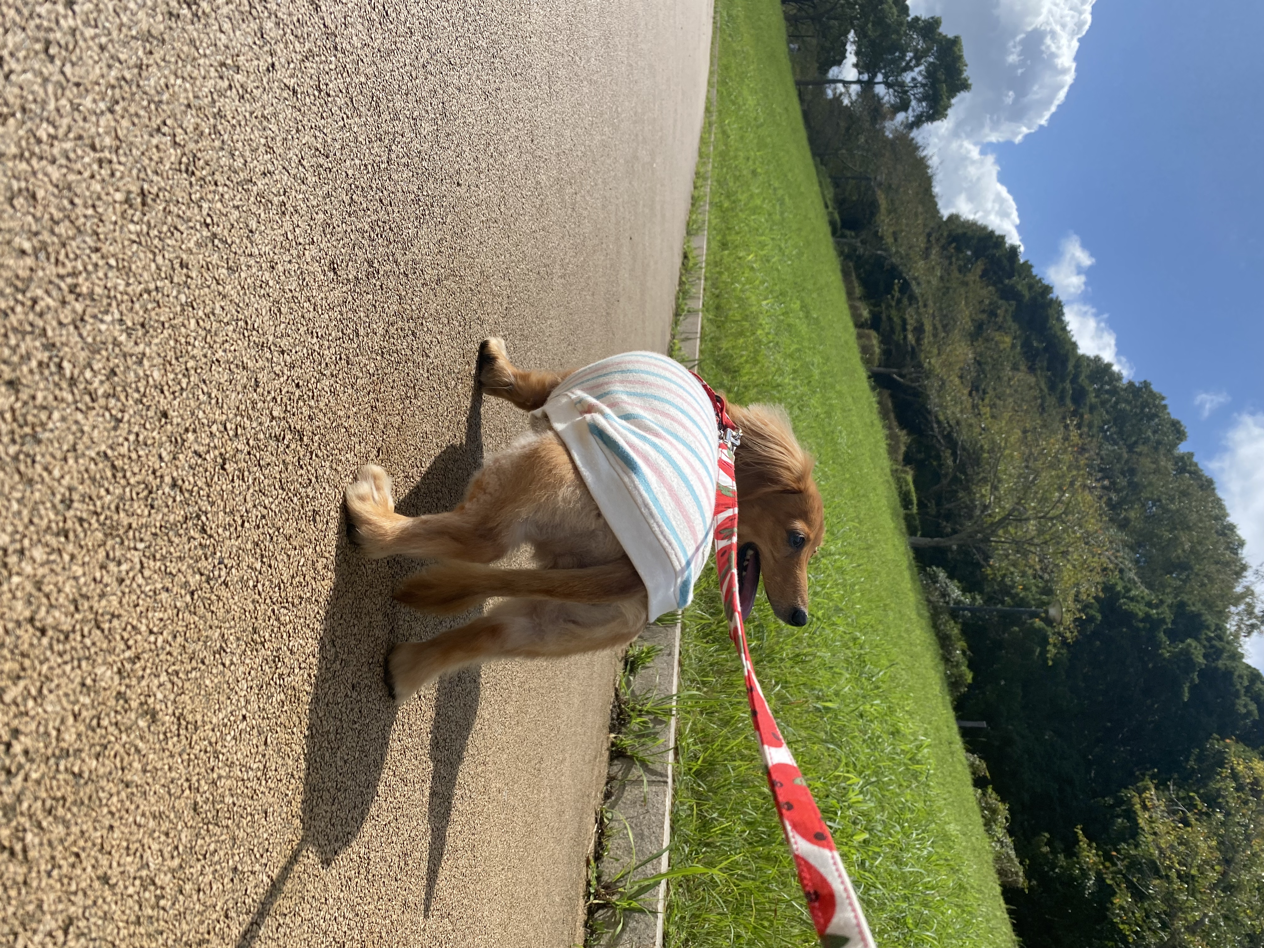 散歩しているミニチュアダックスフンド