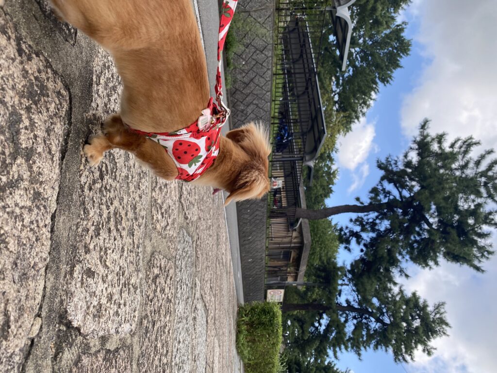 散歩しているミニチュアダックスフンド