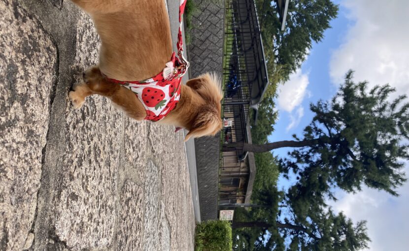 散歩しているミニチュアダックスフンド