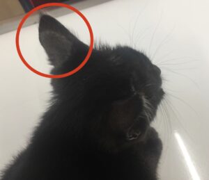 耳の脱毛がある黒猫