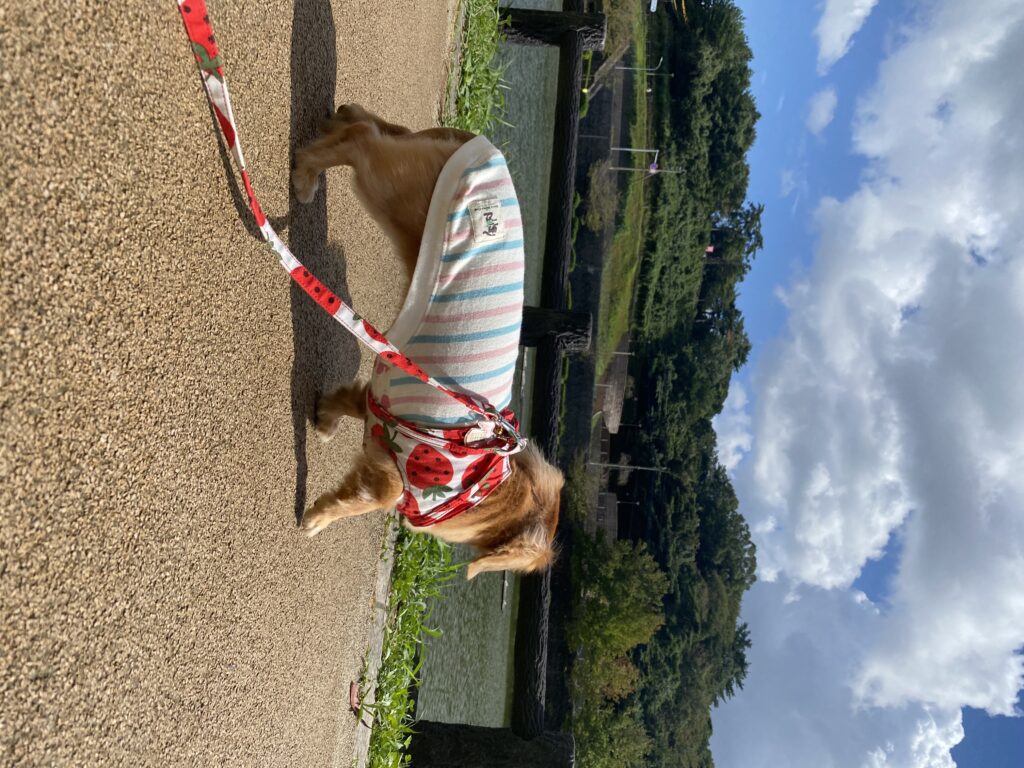 歩いているミニチュアダックスフンド