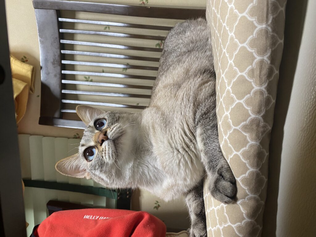 上を向いている猫