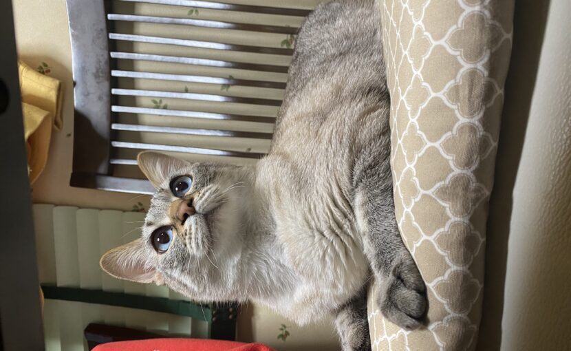 上を向いている猫