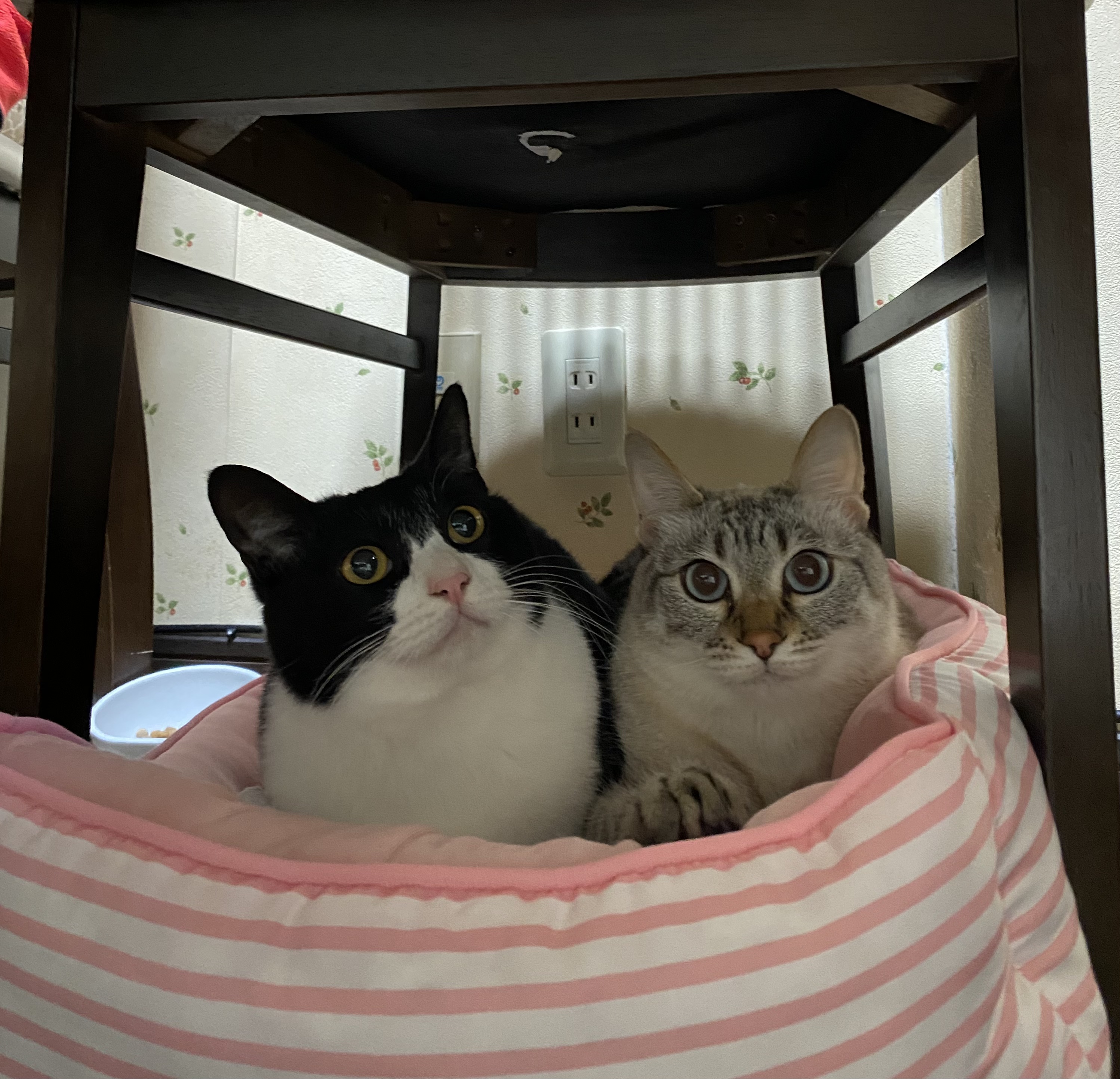 仲のいい2匹の猫