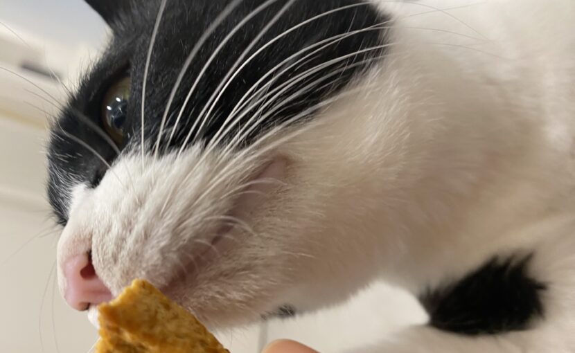 おやつをみている猫