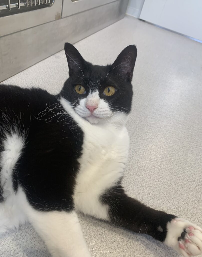 寝転がっている白黒猫