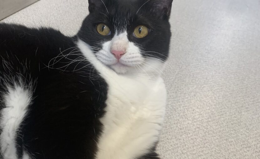 寝転がっている白黒猫