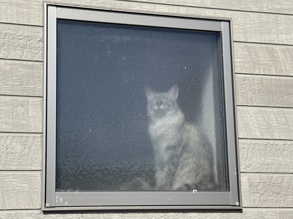 すりガラスにいる猫