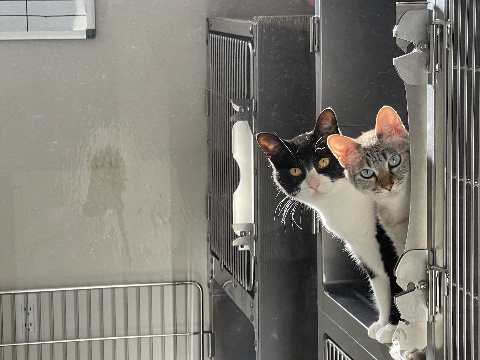 ケージからこちらの様子を伺う二匹の猫