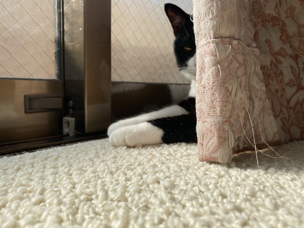 爪研ぎからはみ出ている白黒猫