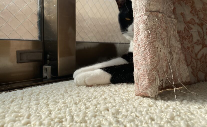 爪研ぎからはみ出ている白黒猫