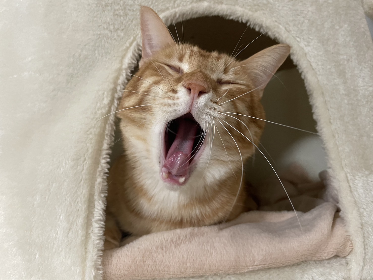 あくびをしている茶色猫