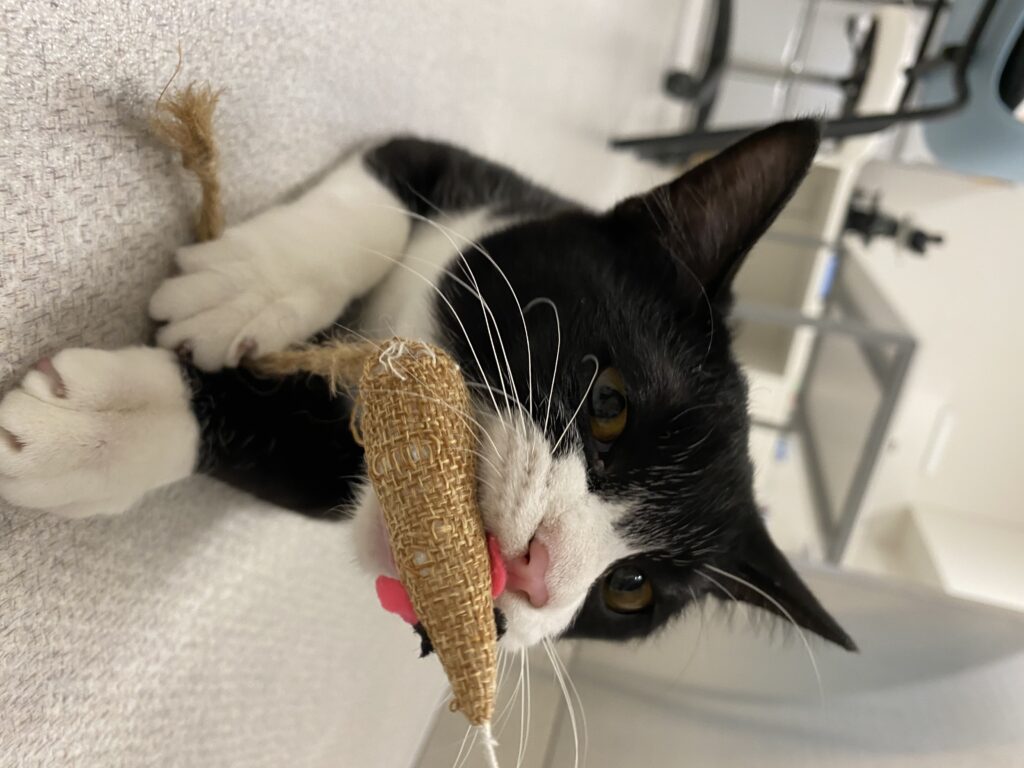 おもちゃを咥える猫