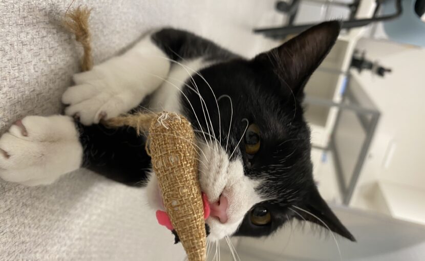 おもちゃを咥える猫