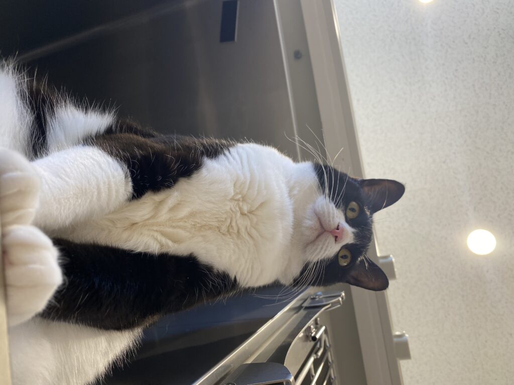 下から撮影した白黒猫