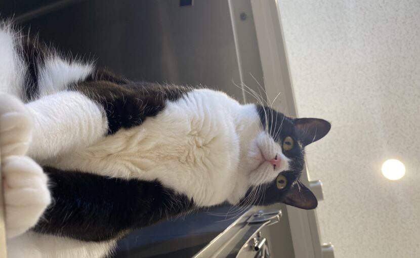 下から撮影した白黒猫