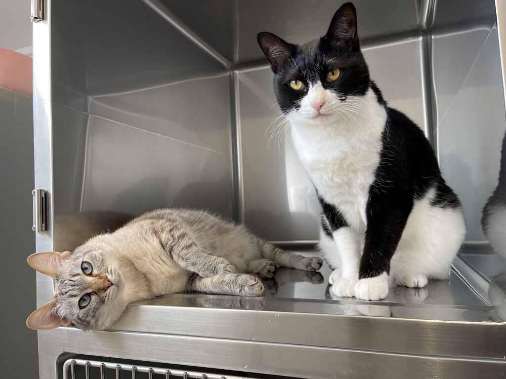 ケージの中にいる二匹の猫