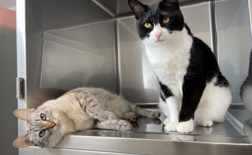 ケージの中にいる二匹の猫