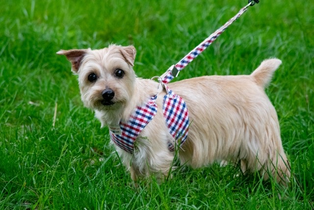 ベスト型のハーネス