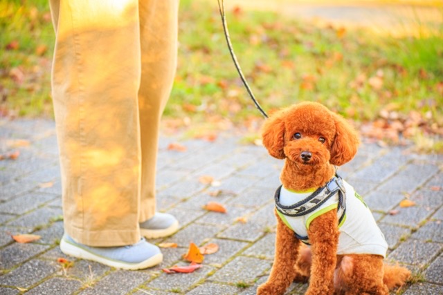 8の字型のハーネス