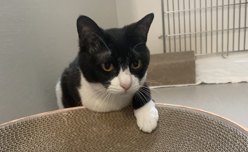 爪研ぎを触る白黒猫