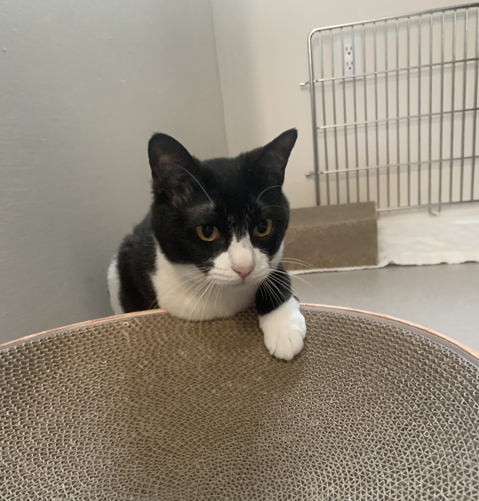 爪研ぎを触る白黒猫