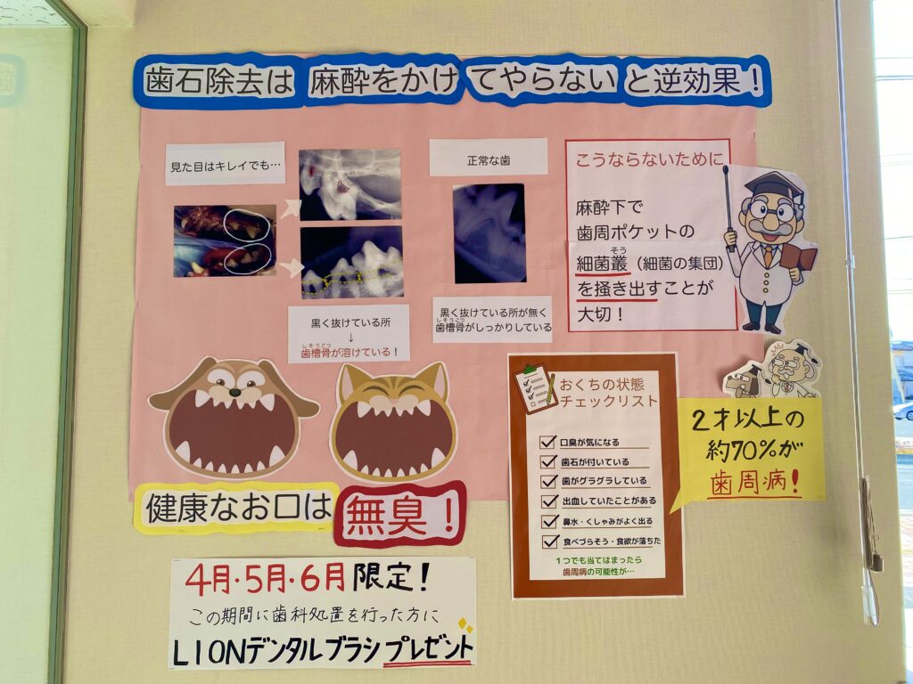 歯石除去は麻酔をかけてやらないと逆効果